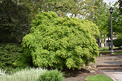 Cutleaf Japanese Maple (Acer palmatum 'Dissectum Viridis') at Stonegate Gardens