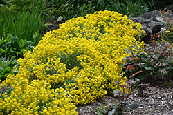 Gold Dust Basket Of Gold (Aurinia saxatilis 'Gold Dust') at Stonegate Gardens