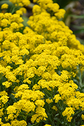 Gold Dust Basket Of Gold (Aurinia saxatilis 'Gold Dust') at Stonegate Gardens