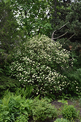 Lantanaphyllum Viburnum (Viburnum x rhytidophylloides) at Lakeshore Garden Centres