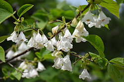 Snow Charm Japanese Snowbell (Styrax japonicus 'JFS-E') at Stonegate Gardens