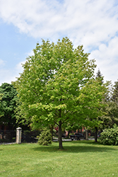 Red Oak (Quercus rubra) at Stonegate Gardens