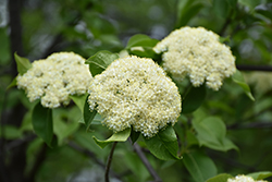Nannyberry (tree form) (Viburnum lentago (tree form)) at A Very Successful Garden Center