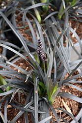 Ebony Knight Mondo Grass (Ophiopogon planiscapus 'Ebknizam') at A Very Successful Garden Center