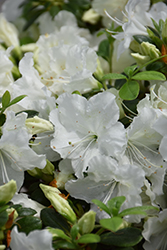 Everest Azalea (Rhododendron 'Everest') at A Very Successful Garden Center