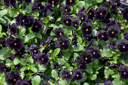 Sorbet Black Delight Pansy (Viola 'Sorbet Black Delight') at A Very Successful Garden Center