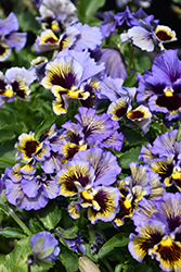 Frizzle Sizzle Yellow Blue Swirl Pansy (Viola x wittrockiana 'Frizzle Sizzle Yellow Blue Swirl') at Lakeshore Garden Centres