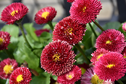 Tasso Red English Daisy (Bellis perennis 'Tasso Red') at A Very Successful Garden Center