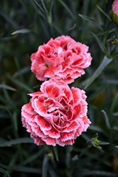 Coral Reef Pinks (Dianthus 'WP07OLDRICE') at A Very Successful Garden Center