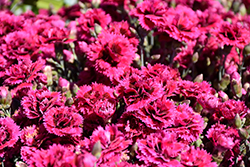 Starlette Pinks (Dianthus 'Evian') at A Very Successful Garden Center