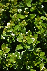Sprinter Boxwood (Buxus microphylla 'Bulthouse') at Lakeshore Garden Centres