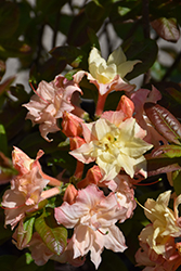 Cannon's Double Azalea (Rhododendron 'Cannon's Double') at Stonegate Gardens