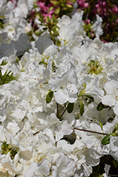 Girard's Pleasant White Azalea (Rhododendron 'Girard's Pleasant White') at A Very Successful Garden Center