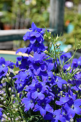 Diamonds Blue Delphinium (Delphinium grandiflorum 'Diamonds Blue') at A Very Successful Garden Center