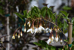 Fragrant Fountain Japanese Snowbell (Styrax japonicus 'Fragrant Fountain') at A Very Successful Garden Center