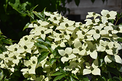 Little Poncho Chinese Dogwood (Cornus kousa 'Little Poncho') at A Very Successful Garden Center