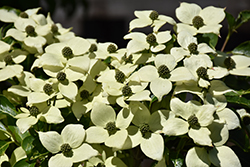 Little Poncho Chinese Dogwood (Cornus kousa 'Little Poncho') at A Very Successful Garden Center