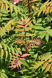 Mai Tai False Spirea (Sorbaria sorbifolia 'Mai Tai') at Lakeshore Garden Centres