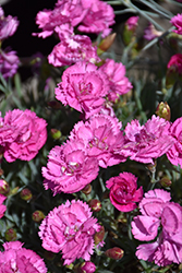 EverLast Orchid Pinks (Dianthus 'EverLast Orchid') at A Very Successful Garden Center