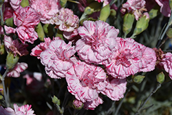Devon Cottage Pinball Wizard Pinks (Dianthus 'WP15 MOW08') at A Very Successful Garden Center
