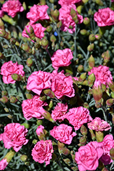 Pretty Poppers Double Bubble Pinks (Dianthus 'Double Bubble') at A Very Successful Garden Center