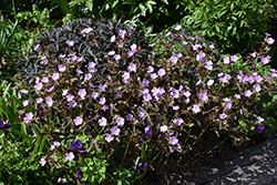 Elizabeth Ann Cranesbill (Geranium maculatum 'Elizabeth Ann') at A Very Successful Garden Center