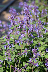 Aroma Violet Catmint (Nepeta x faassenii 'Aroma Violet') at A Very Successful Garden Center