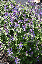 Aroma Violet Catmint (Nepeta x faassenii 'Aroma Violet') at A Very Successful Garden Center