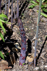 Sweet Purple Asparagus (Asparagus 'Sweet Purple') at A Very Successful Garden Center
