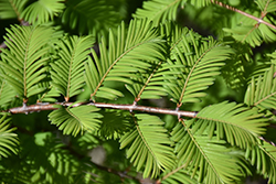 Jade Prince Dawn Redwood (Metasequoia glyptostroboides 'JFS-PN3Legacy') at A Very Successful Garden Center