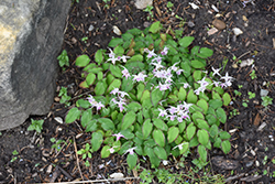 Starlet Barrenwort (Epimedium x youngianum 'Starlet') at Lakeshore Garden Centres
