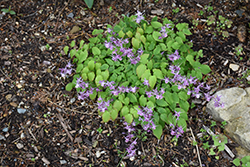 Lilac Fairy Bishop's Hat (Epimedium grandiflorum 'Lilafee') at A Very Successful Garden Center