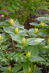Yellow Trillium (Trillium luteum) at Lakeshore Garden Centres