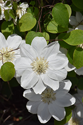 Guernsey Cream Clematis (Clematis 'Guernsey Cream') at Stonegate Gardens