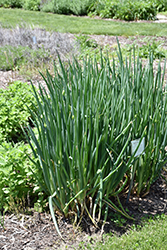 Egyptian Walking Onion (Allium proliferum) at A Very Successful Garden Center