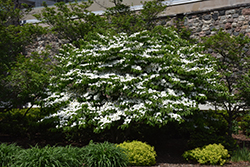Doublefile Viburnum (Viburnum plicatum 'var. tomentosum') at A Very Successful Garden Center