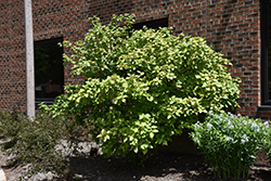 Golden Wayfaring Tree (Viburnum lantana 'Aureum') at A Very Successful Garden Center