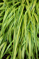 Stripe It Rich Hakone Grass (Hakonechloa macra 'Stripe It Rich') at A Very Successful Garden Center