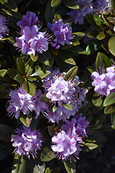 Faisa Rhododendron (Rhododendron 'Faisa') at Lakeshore Garden Centres