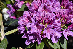 Tapestry Rhododendron (Rhododendron 'Tapestry') at A Very Successful Garden Center