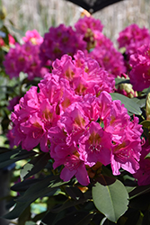 Spring Dawn Rhododendron (Rhododendron 'Spring Dawn') at A Very Successful Garden Center
