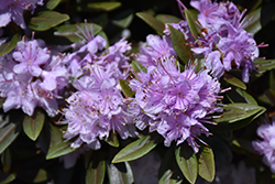 Faisa Rhododendron (Rhododendron 'Faisa') at A Very Successful Garden Center