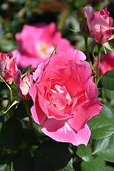 Carefree Wonder Rose (Rosa 'Carefree Wonder') at A Very Successful Garden Center