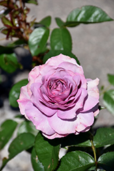 Quicksilver Arborose Rose (Rosa 'KORpucoblu') at A Very Successful Garden Center