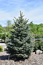 Bakeri Blue Spruce (Picea pungens 'Bakeri') at A Very Successful Garden Center