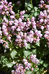 Pink Pewter Spotted Dead Nettle (Lamium maculatum 'Pink Pewter') at Lakeshore Garden Centres