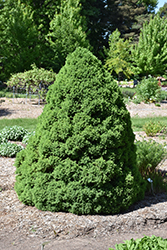 Dwarf Alberta Spruce (Picea glauca 'Conica') at A Very Successful Garden Center