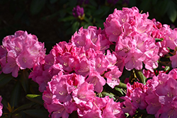 Dandy Man Pink Rhododendron (Rhododendron 'PKT2011') at Lakeshore Garden Centres