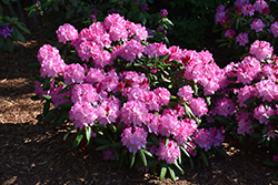 Dandy Man Pink Rhododendron (Rhododendron 'PKT2011') at A Very Successful Garden Center