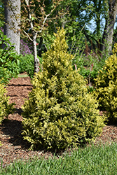 Soft Serve Gold Falsecypress (Chamaecyparis pisifera 'FARROWCGMS') at Stonegate Gardens